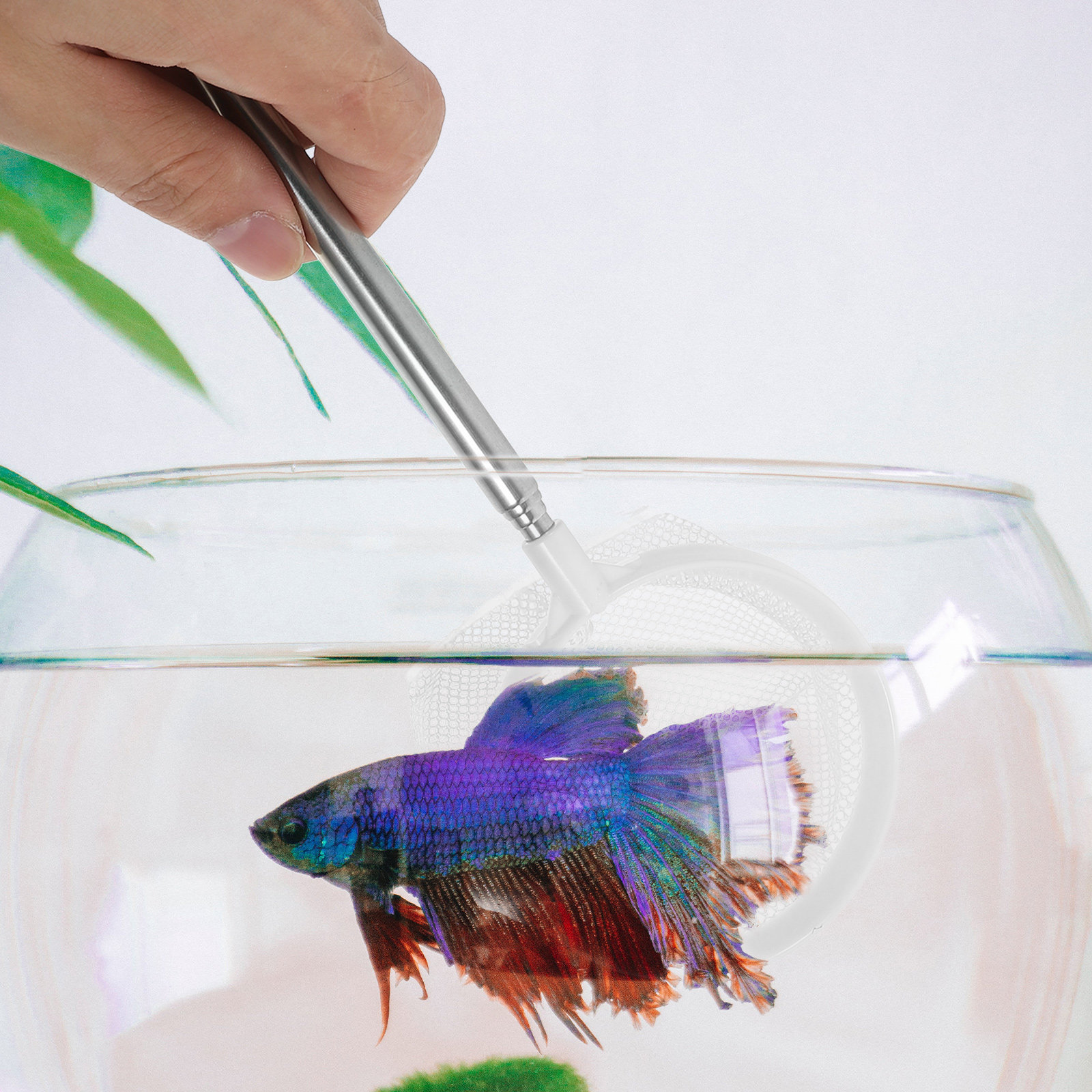 Épuisette télescopique en acie - Aquarium Fish Net Small avis et prix