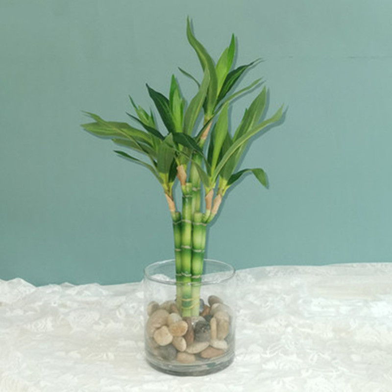 Nouvelle plante artificielle B - Aquarium Fish Buy avis et prix