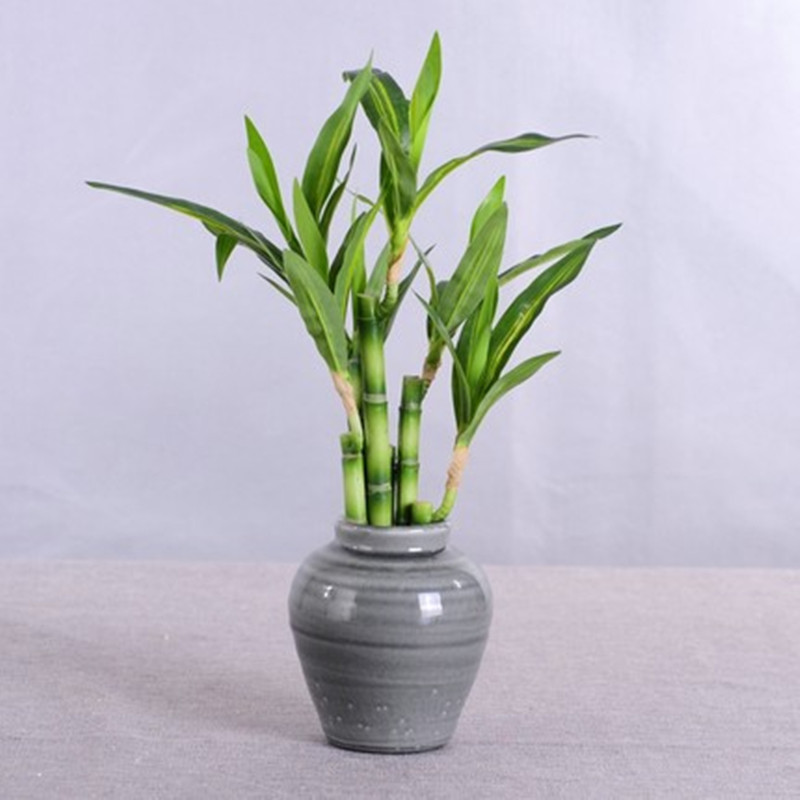 Nouvelle plante artificielle B - Aquarium Fish Buy avis et prix