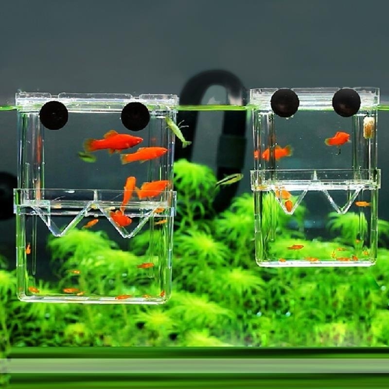 Boîte d'isolation multifonctio - Aquarium Fish Jar avis et prix
