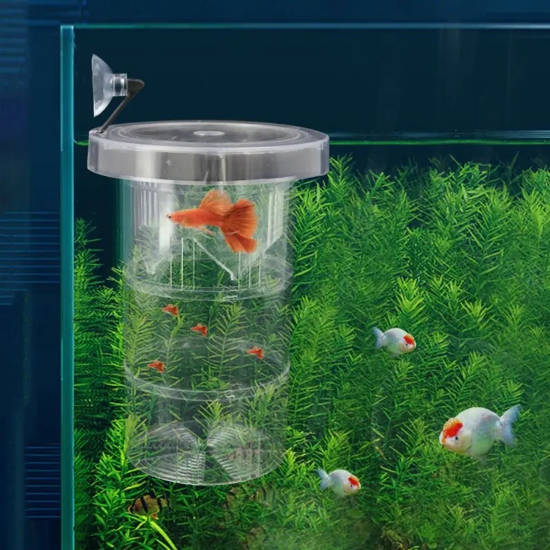 Boîte d'isolation flottante en - Aquarium Fish Jar avis et prix